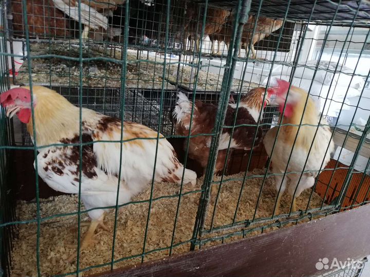 Куры Родонит (коричневые) - молодки - несушка