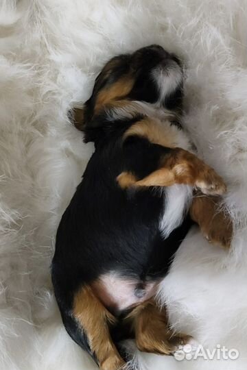 Йоркширский терьер