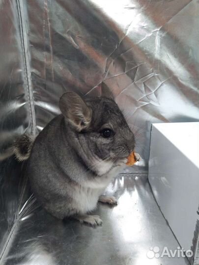Шиншиллы молодые