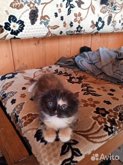 Котята в добрые руки бесплатно