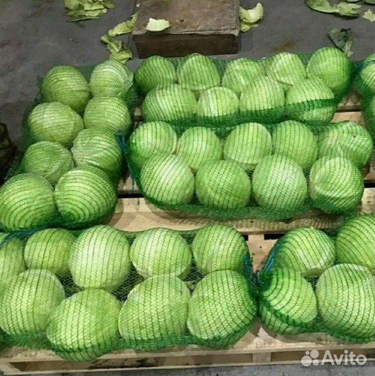 Капуста свежий урожай оптом