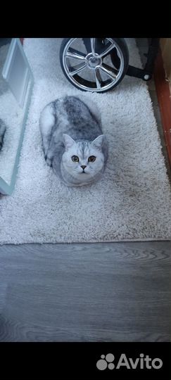 Отдам кота бесплатно