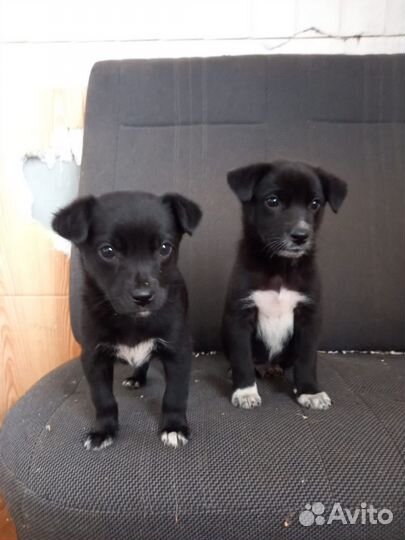 Щенки в добрые руки