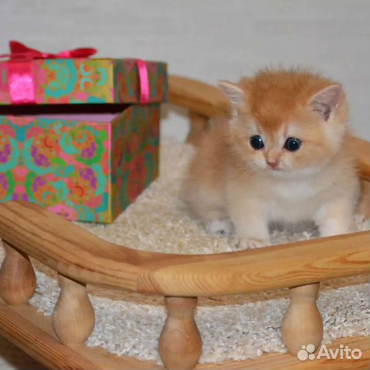 Котята британской золотой шиншиллы