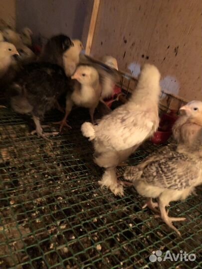Цыплята разных возростов