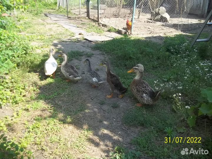 Утки.кряквы