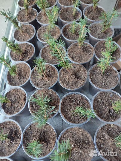 Ель голубая