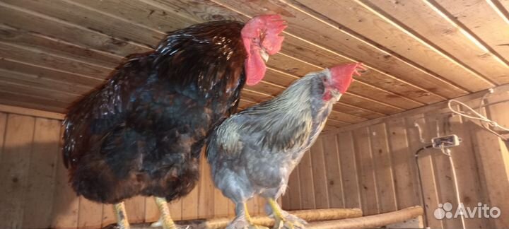 Куры петухи