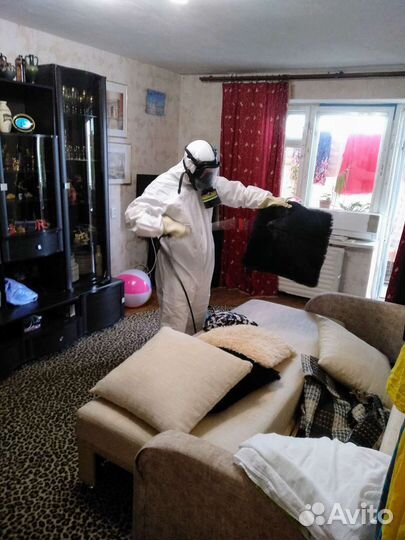 Уничтожение тараканов, клопов, муравьев. Короеда