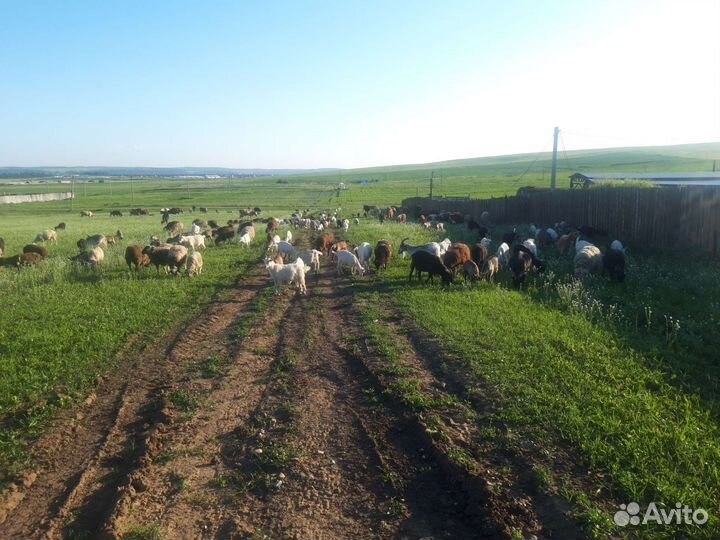 Овцы бараны