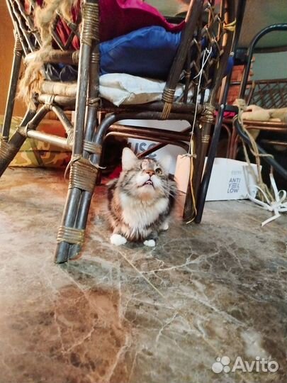 Котик ищет дом