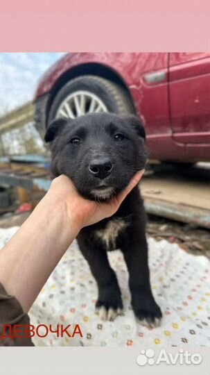 Щенки в добрые руки