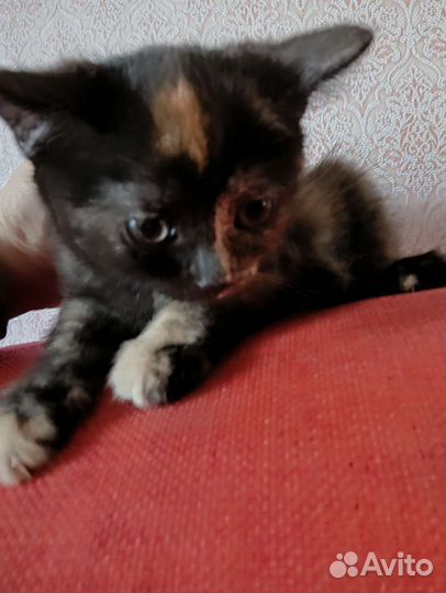 Милые котята