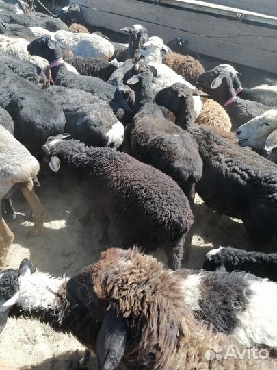 Овцы, бараны на мясо 110 голов