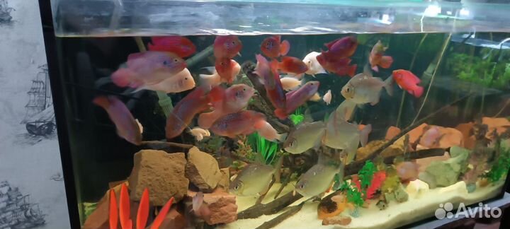 Цихлида Хромис и Розовый Фламинго