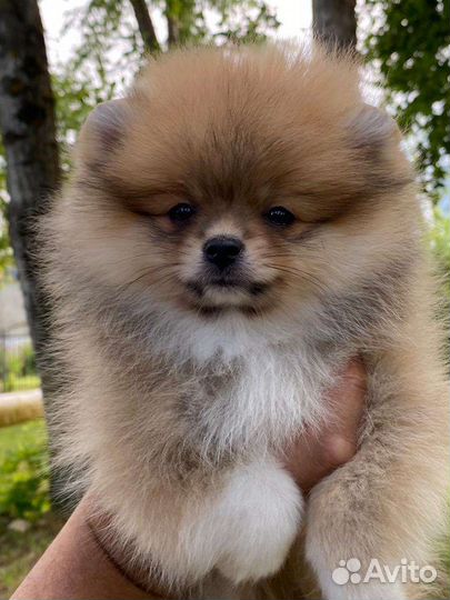 Померанский шпиц мини