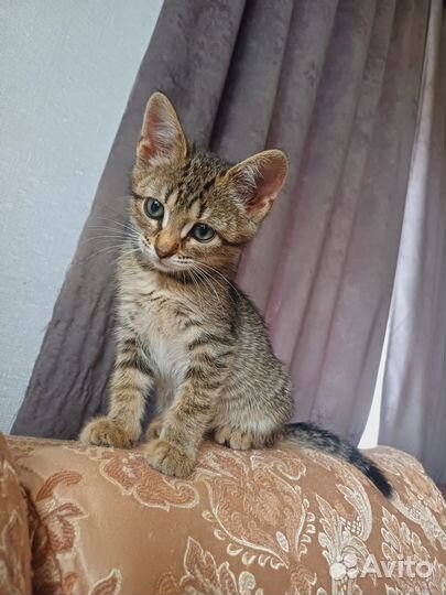 Котенок в добрые руки