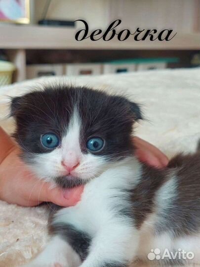 Кошка в дар бесплатно