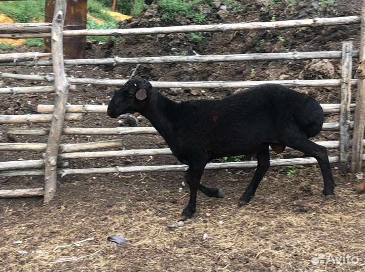 Курдючные бараны и овцы