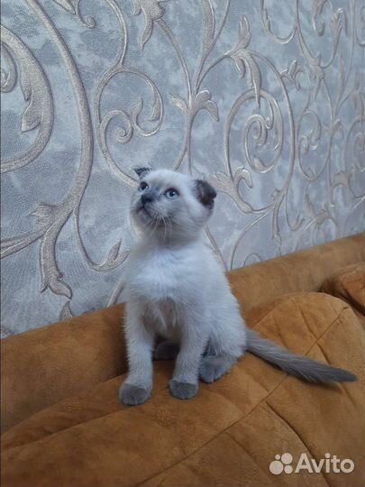 Невская маскарадная