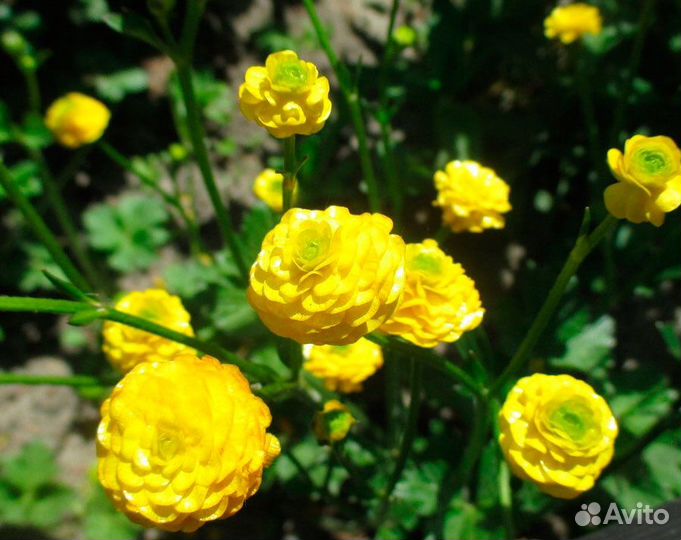 Лютик махровый