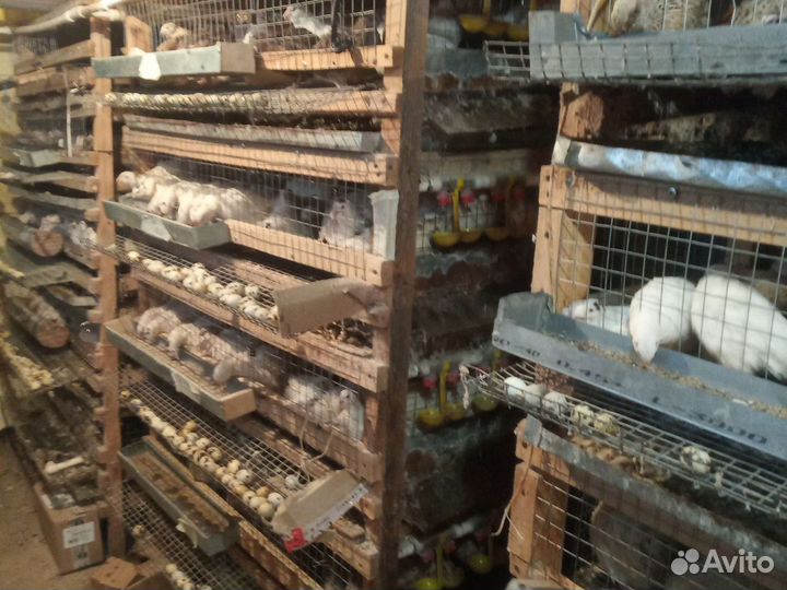 Перепела несушки