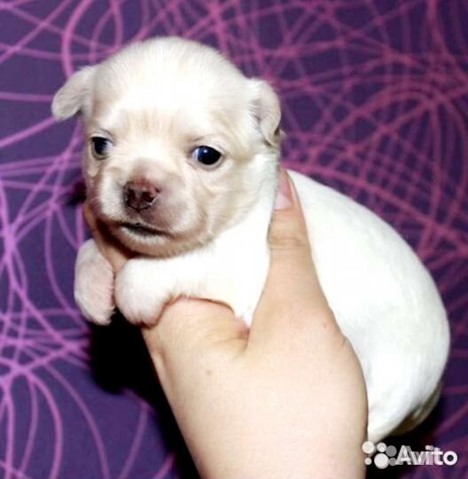 Щенки чихуахуа
