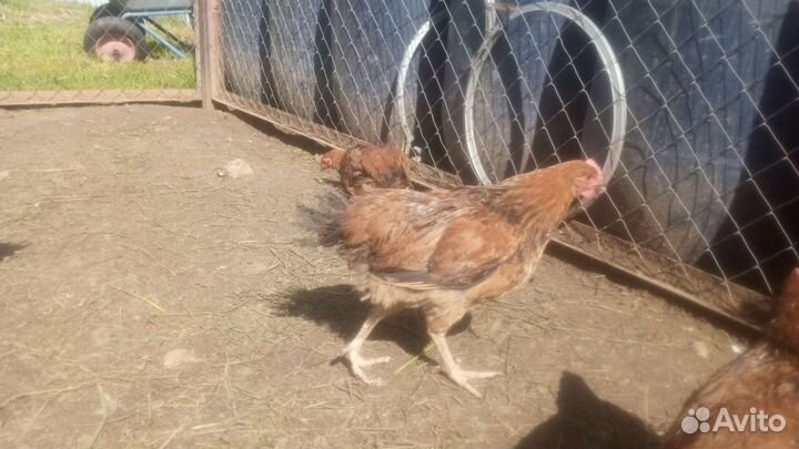 Молодые петушки Кучинской Юбилейной