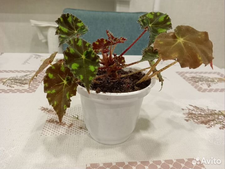Бегония тигровая Бауэра, комнатные цветы