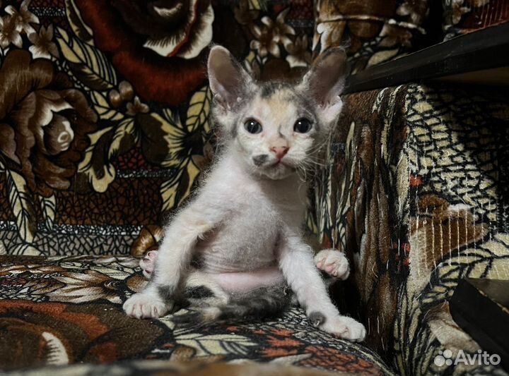 Котята сфинкс браш