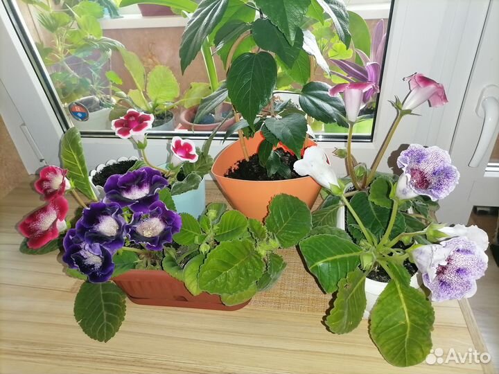 Листочки глоксиний, разные цвета