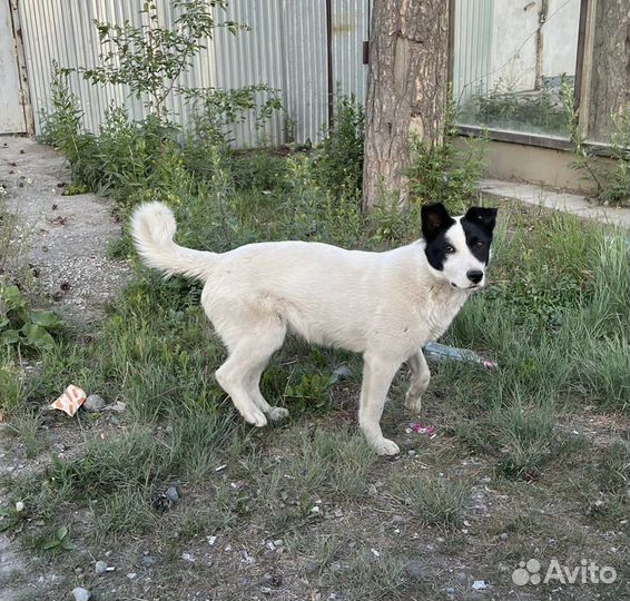 Щенок кобель в добрые руки