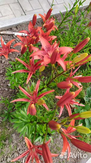 Лилии 2-3 годовалые на цвету сейчас 09.07.23