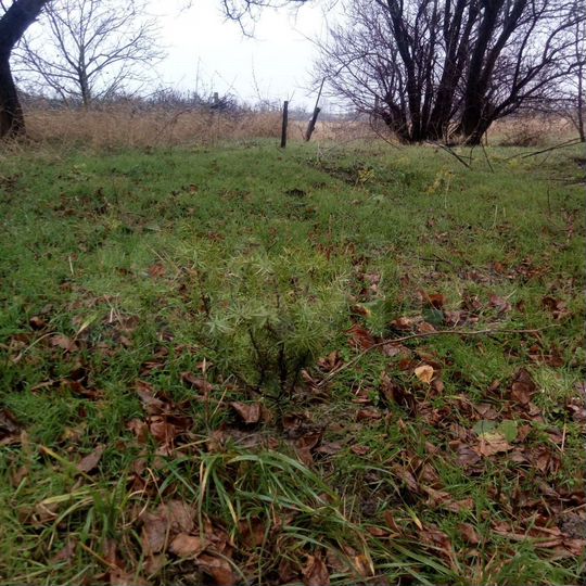 Участок 5,5 сот. (СНТ, ДНП)