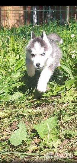 Сибирский хаски