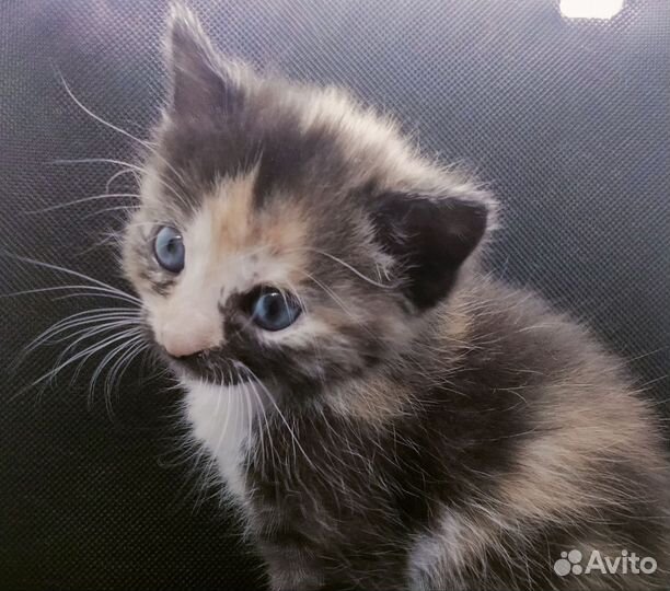 Британский котенок