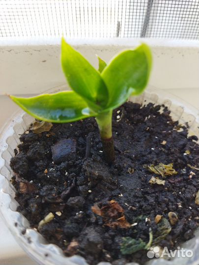 Каллизия душистая