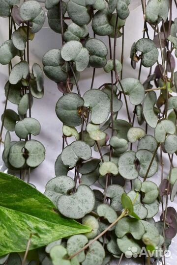 Церопегия Woodii var/Woodii/Silver Glory/Orange R