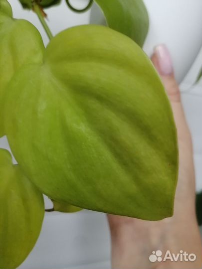 Филодендрон неон