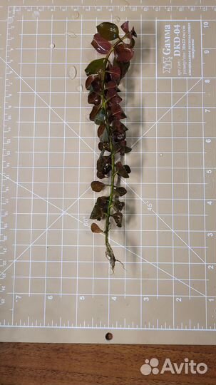 Аквариумные растения прополка