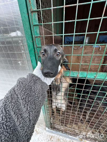 Малыш Эверест ищет семью и зовёт приехать в приют