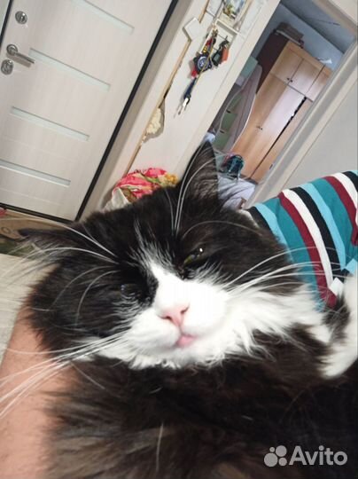 Отдам бесплатно кота