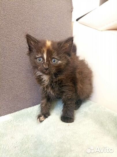 Красивые котята ищут дом