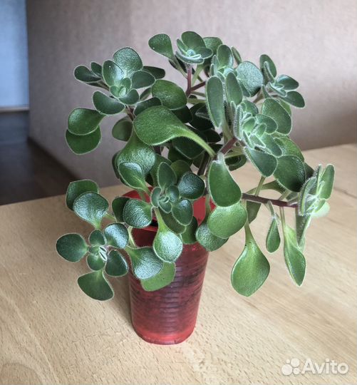 Аихризон дерево любви