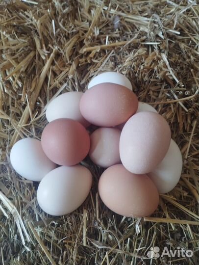 Домашние куриные яйца