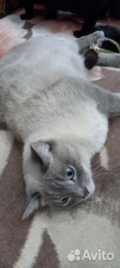 Голубаглазый мачо