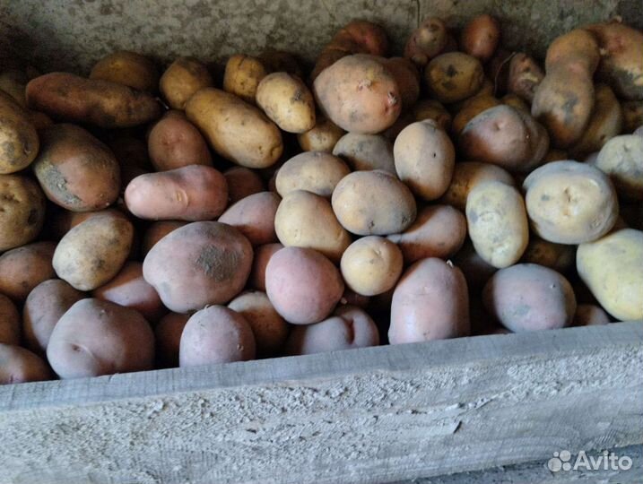 Продам картофель
