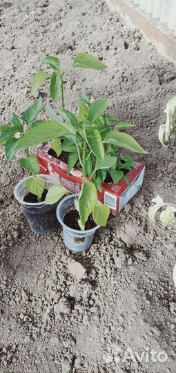 Рассада помидор и перцев