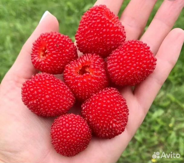 Тибетская Малина