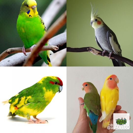 Попугаи любые и все